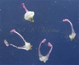  Stamens and Pistil